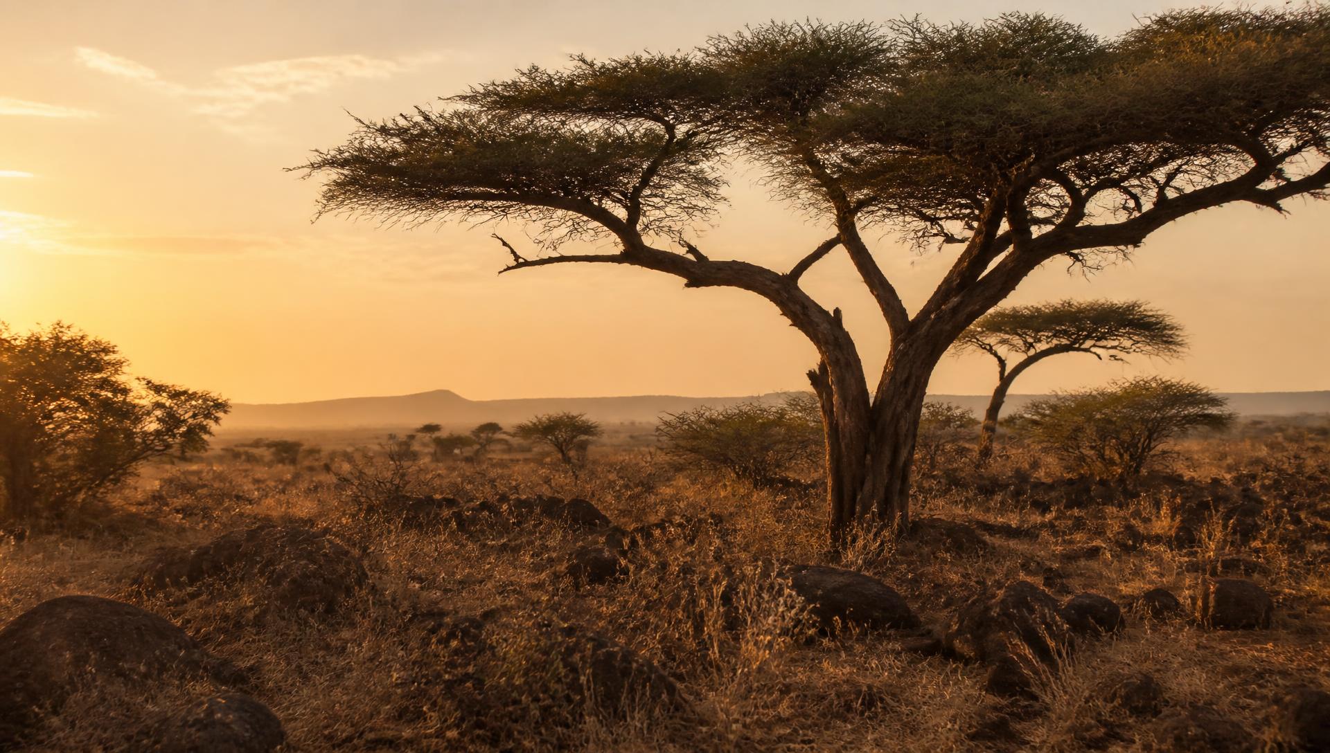 Acacia trees on the dry Sudanese savanna at golden hour