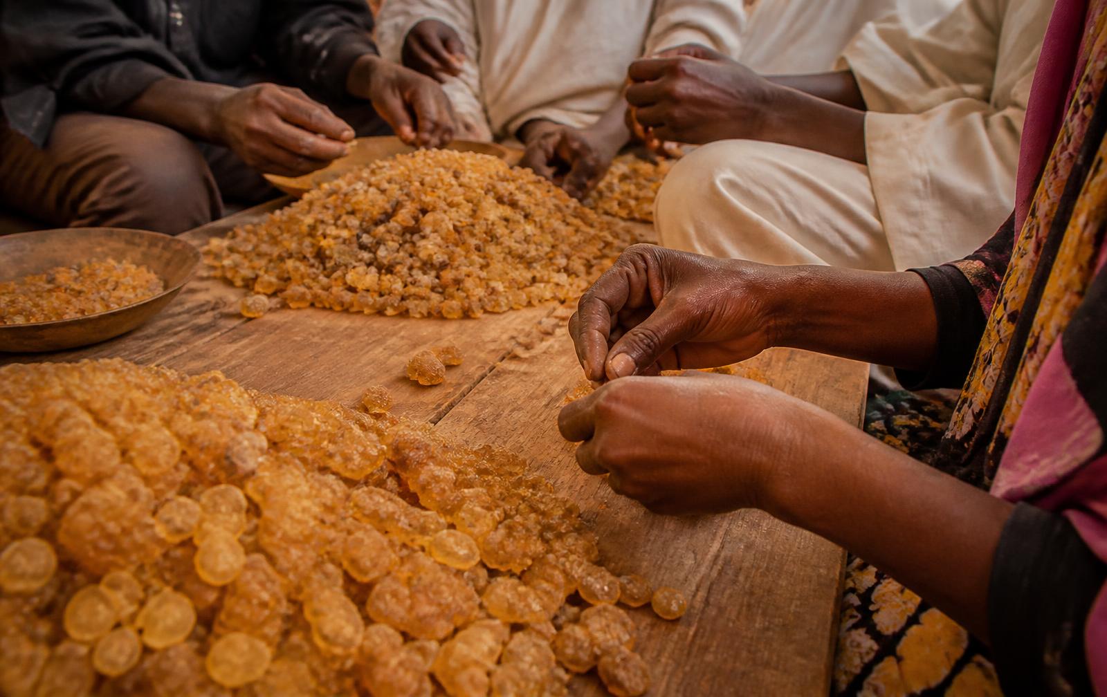 Hands sorting golden gum arabic nodules on a wooden table